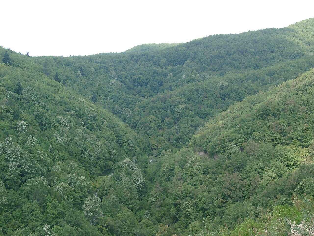 Tymfi